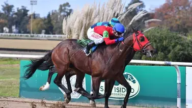 Conoce un poco más de los ejemplares argentinos que llegan a La Rinconada Conoce un poco más de los ejemplares argentinos que llegan a La Rinconada