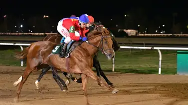 Mira el récord que rompió el Stud Transformers con sus caballos argentinos Mira el récord que rompió el Stud Transformers con sus caballos argentinos