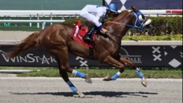 Caballo entrenado por venezolano va por Grado 1 en Estados Unidos