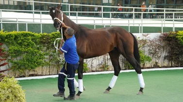 Estos caballos del Stud Don Rafael V pasaron a la cuadra de Riccardo D'Angelo