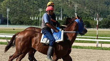 Estos son los ejemplares retirados de la Reunion N°33 en La Rinconada 01-09-2024