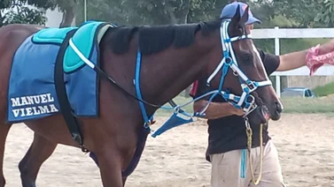 Regresa la campeona: Manuel Vielma revela sus impresiones sobre Bella Del Nilo para una de las selectivas de la R29 (+Video)