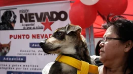 Misión Nevado anuncia jornada de atención veterinaria gratuita este 3 de agosto
