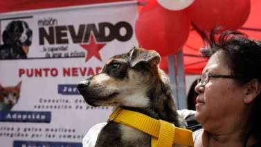 Misión Nevado anuncia jornada de atención veterinaria gratuita este 3 de agosto