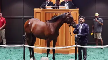 Hijo de Gun Runner que costó $2,7 millones fue la estrella del primer día de las ventas selectas en Saratoga Hijo de Gun Runner que costó $2,7 millones fue la estrella del primer día de las ventas selectas en Saratoga