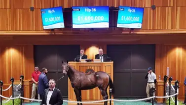 Potro que costó $1.600.000 es el medio hermano de un vencedor del Kentucky Derby y del Belmont Stakes Potro que costó $1.600.000 es el medio hermano de un vencedor del Kentucky Derby y del Belmont Stakes