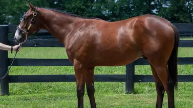 Potro vendido por $1,4 millones es hermano del ganador de la BC Turf Sprint Caravel Potro vendido por $1,4 millones es hermano del ganador de la BC Turf Sprint Caravel