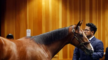 Nueve yearlings fueron vendidos en más de 1 millón de dólares en el primer día de Fasig Tipton