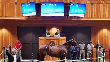 La primera hija de Flightline fue vendida por $1.100.000 en Estados Unidos La primera hija de Flightline fue vendida por $1.100.000 en Estados Unidos