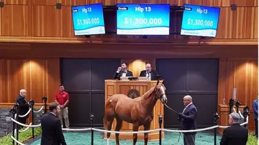 Hija de Curlin fue vendida por $1.300.000 media hermana de Journalism Hija de Curlin fue vendida por $1.300.000 media hermana de Journalism