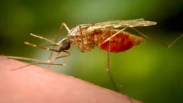 Estados Unidos emite alerta de viajes para estos países y China por creciente ola de chikungunya
