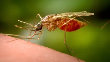 Estados Unidos emite alerta de viajes para estos países por ola de chikungunya