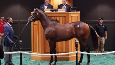 ¡Hubo Récord! Hijo de Into Mischief fue vendido por 4,1 millones de dólares ¡Hubo Récord! Hijo de Into Mischief fue vendido por 4,1 millones de dólares