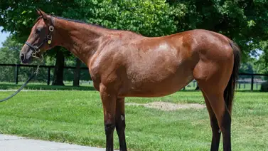 Media hermana de Journalism no alcanzó el precio de reserva por $3,9 millones Media hermana de Journalism no alcanzó el precio de reserva por $3,9 millones