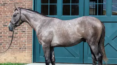 Hijo de Gun Runner alcanzó la cifra de venta $2,9 millones en Saratoga Hijo de Gun Runner alcanzó la cifra de venta $2,9 millones en Saratoga