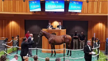 Potro hijo de Into Mischief bajó el martillo en $3,000,000 Potro hijo de Into Mischief bajó el martillo en $3,000,000
