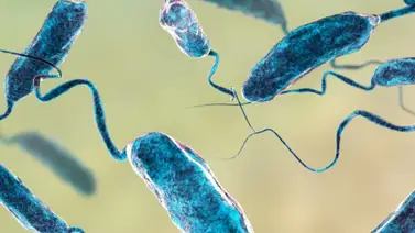 Alerta por bacteria carnívora en EEUU: ¿Qué debes saber sobre la 'Vibrio vulnificus'? Alerta por bacteria carnívora en EEUU: ¿Qué debes saber sobre la 'Vibrio vulnificus'?