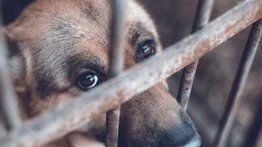 Ministerio Público activa canales para denunciar el maltrato animal (+Detalles)