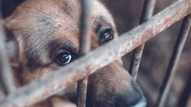 Ministerio Público activa canales para denunciar el maltrato animal (+Detalles)