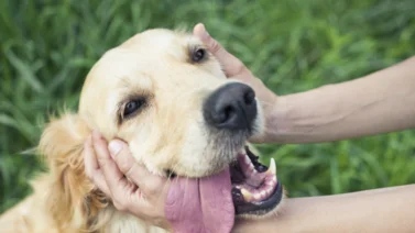 Adiestrador canino: humanizar a tu perro puede causarle ansiedad (+Detalles)