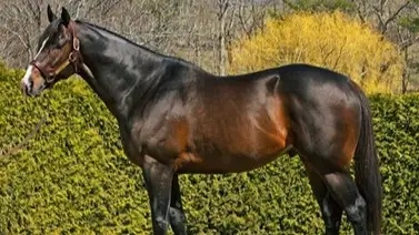 Ejemplar ganador de la Breeders Cup fallece Ejemplar ganador de la Breeders Cup fallece