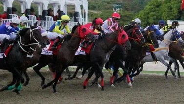  Favoritos de la cátedra para el 5y6 Nacional de la reunión N°30 en el hipódromo La Rinconada 