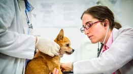 Misión Nevado realizará jornada integral de atención para las mascotas (+Fecha y ubicación)