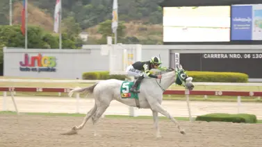 Jaime Lugo montará hija de Constructor White que tiene 105 días sin correr Jaime Lugo montará hija de Constructor White que tiene 105 días sin correr