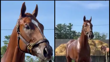 ¿Sabes cuál es? Este ha costado 5 millones de dólares y está a punto de hacer su debut. Infórmate sobre los pormenores ¿Sabes cuál es? Este ha costado 5 millones de dólares y está a punto de hacer su debut. Infórmate sobre los pormenores