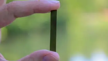 Innovación sostenible: Crean plástico reciclable a partir de algas Innovación sostenible: Crean plástico reciclable a partir de algas