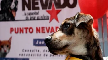 Jornada de atención veterinaria gratuita en el estado Zulia (+Detalles)
