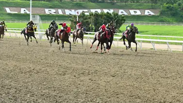 Yegua que había sido dada por dato por su entrenador es una de las nuevas retiradas en la R31 Yegua que había sido dada por dato por su entrenador es una de las nuevas retiradas en la R31