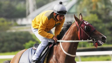 Conoce las opciones de las montas del jockey Larry Mejías