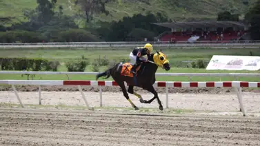 El Clásico Gradisco GII presenta a los potros en la Gala Hípica de Caracas El Clásico Gradisco GII presenta a los potros en la Gala Hípica de Caracas