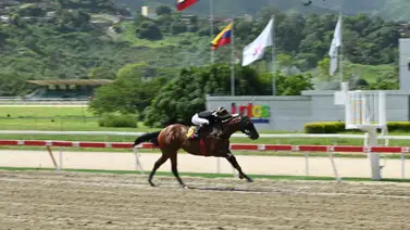 Perfect La Combee a defender su invicto en el Clásico Internacional Sprinters G1 Perfect La Combee a defender su invicto en el Clásico Internacional Sprinters G1