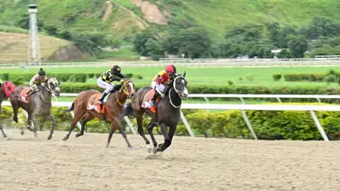 Esta es la hazaña que puede alcanzar Fast Sensations en caso de ganar el Clásico Cruz del Ávila G1 Esta es la hazaña que puede alcanzar Fast Sensations en caso de ganar el Clásico Cruz del Ávila G1