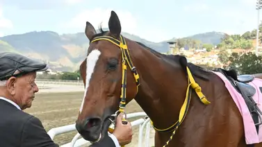 Realeza a la pista: Medio hermana de Mi Querida Emma debuta en la Gala Hípica Realeza a la pista: Medio hermana de Mi Querida Emma debuta en la Gala Hípica