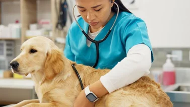 Misión Nevado activará jornada veterinaria integral en Caracas (+Detalles)