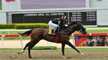 Atención: Entérate de esta yegua que logró el mejor ajuste antes de su participación para la Gala Hípica de Caracas