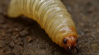 Detectan el primer caso de un parásito devorador de carne en humanos ¿dónde? Detectan el primer caso de un parásito devorador de carne en humanos ¿dónde?