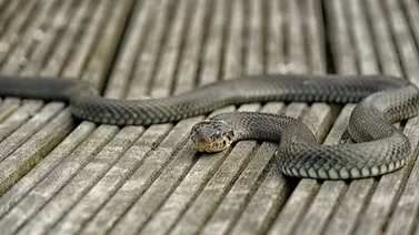 serpientes en el jardin