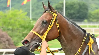 El dato clave: Así queda el ajuste de la línea de Gaceta Hípica que te hará ganar en el 5y6 dominical El dato clave: Así queda el ajuste de la línea de Gaceta Hípica que te hará ganar en el 5y6 dominical
