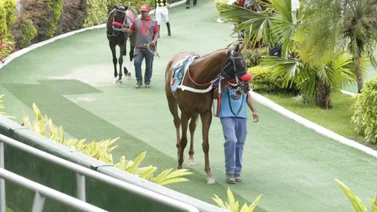 Cómo ajustó la gran opción de Gaceta Hípica queda listo para debutar en el 5y6 de la R33 