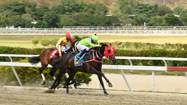 Así ajusta este potro de Rafael Alemán Jr. que parte como favorito en la primera del Loto Hípico Así ajusta este potro de Rafael Alemán Jr. que parte como favorito en la primera del Loto Hípico