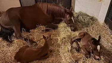 ¿Recuerdas a Mary Kate y Ashley? ¿Recuerdas a Mary Kate y Ashley?