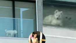 Tiktoker venezolana es acusada de maltratar a su mascota (+Video)