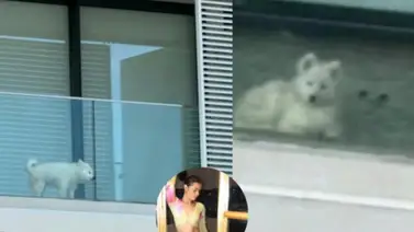 Tiktoker venezolana es acusada de maltratar a su mascota (+Video) Tiktoker venezolana es acusada de maltratar a su mascota (+Video)