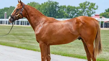 Hijo de Speightstown encabezó las ventas de yearlings canadienses  Hijo de Speightstown encabezó las ventas de yearlings canadienses