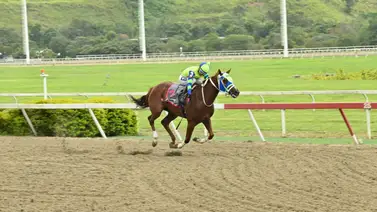 Misión doble corona: Madame Karina al Clásico Joaquín Crespo (GI) en La Rinconada Misión doble corona: Madame Karina al Clásico Joaquín Crespo (GI) en La Rinconada
