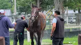 El Atleta Meridiano y el Caballo del Año buscan su primera victoria de 2026 en el Whitney Stakes (G1)